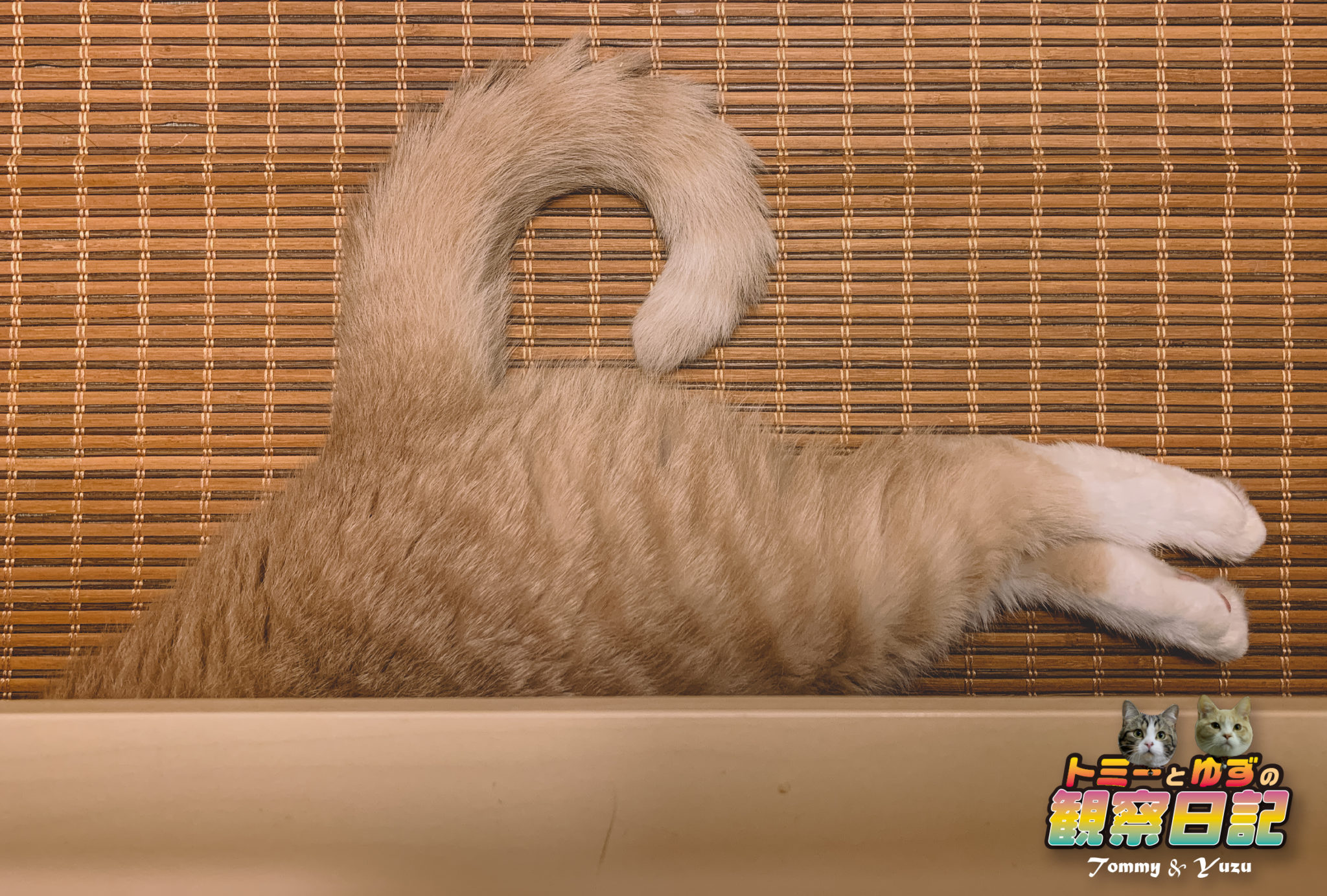 頭隠して尻隠さず…(=^・ェ・^=))ノ ねこ日和