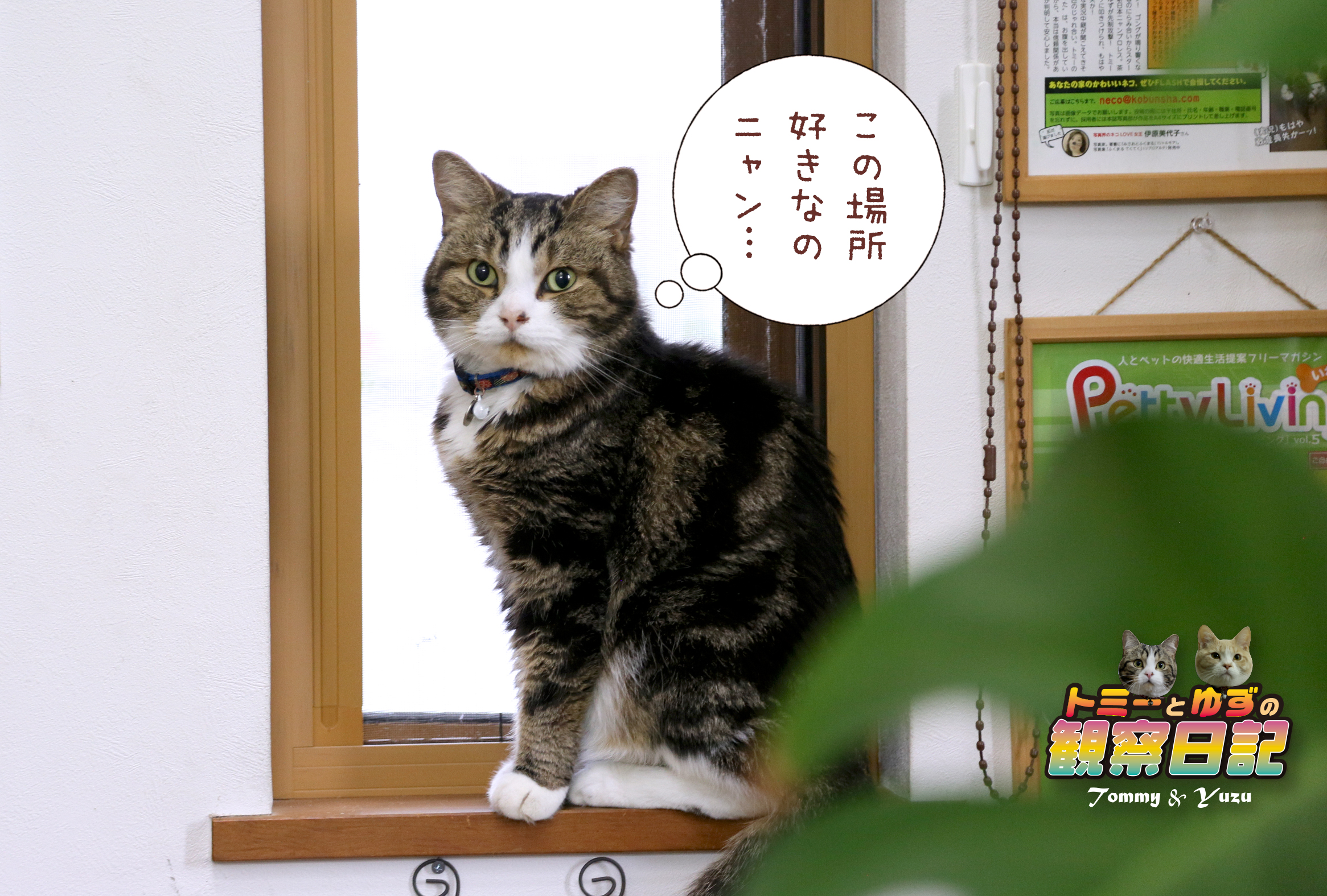 お客さん来たよ V ゆず日和