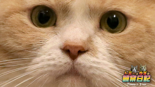 猫の 目 についてちょっと調べてみました ゆず日和