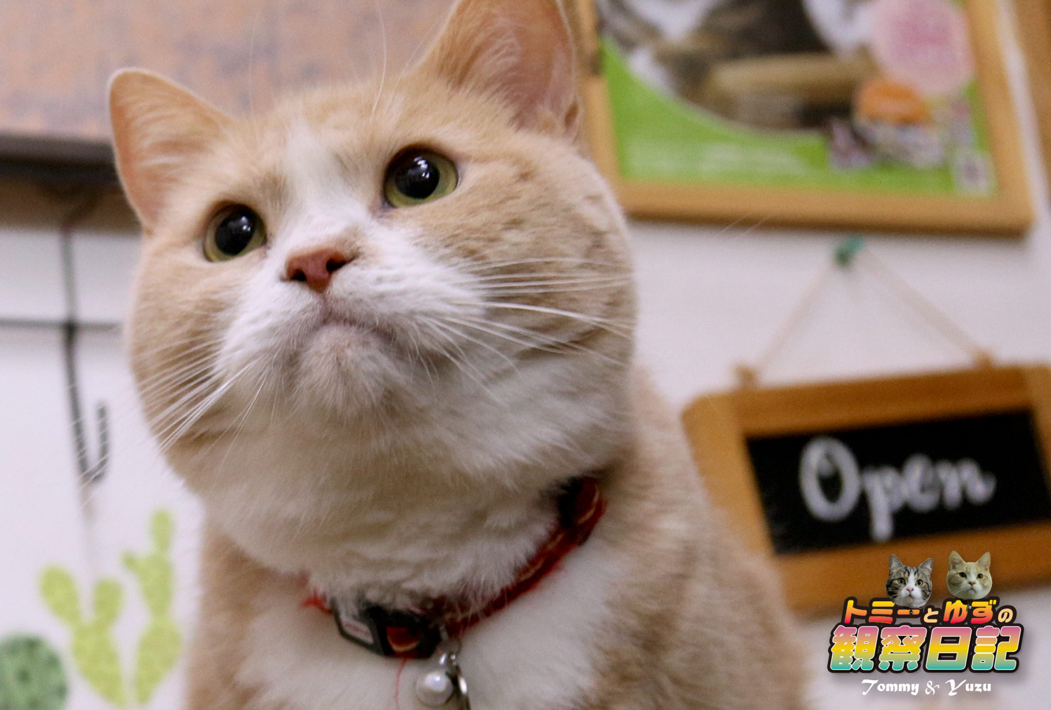 ひよこと猫ちゃん　アクリル画直筆 ひよこ仲良くなれる猫 ひよこと猫ちゃん アクリル画直筆 猫