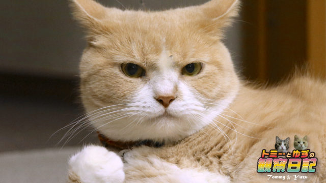 猫の イカ耳 についてちょっと調べてみました トミーとゆずの観察日記 猫の イカ耳 についてちょっと調べてみました トミーとゆずの観察日記