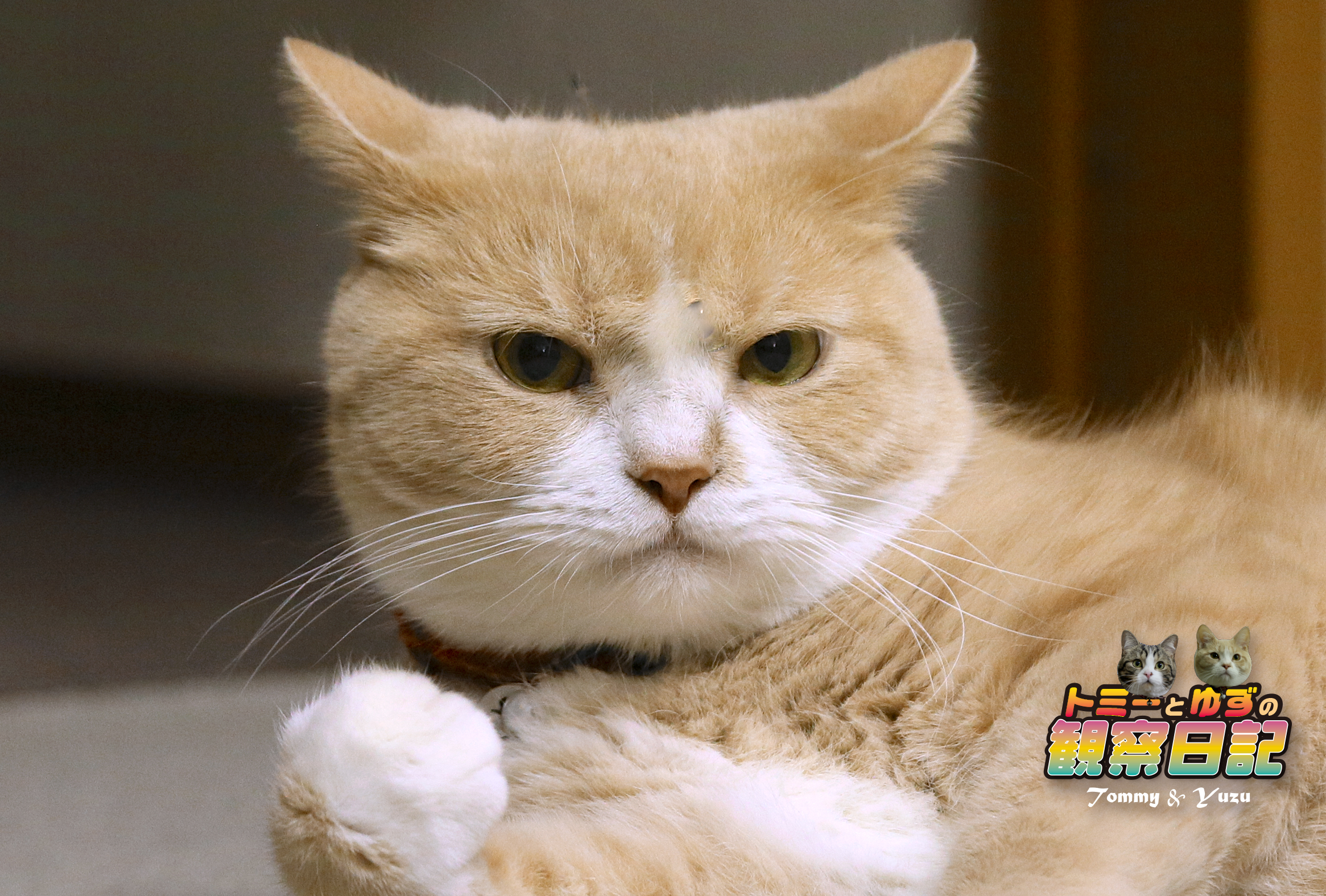 猫の イカ耳 についてちょっと調べてみました トミーとゆずの観察日記