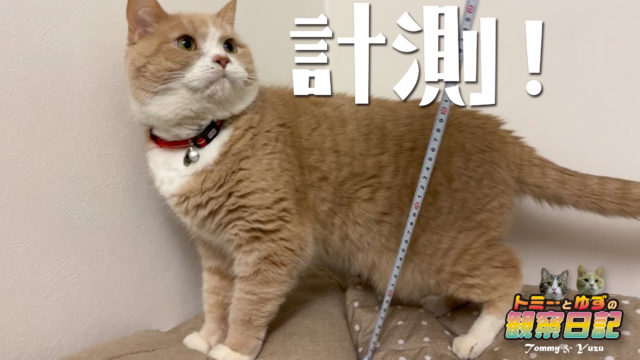 猫の 身長 についてちょっと調べてみました どこからどこまで トミーとゆずの観察日記 猫の 身長 についてちょっと調べてみました どこからどこまで トミーとゆずの観察日記