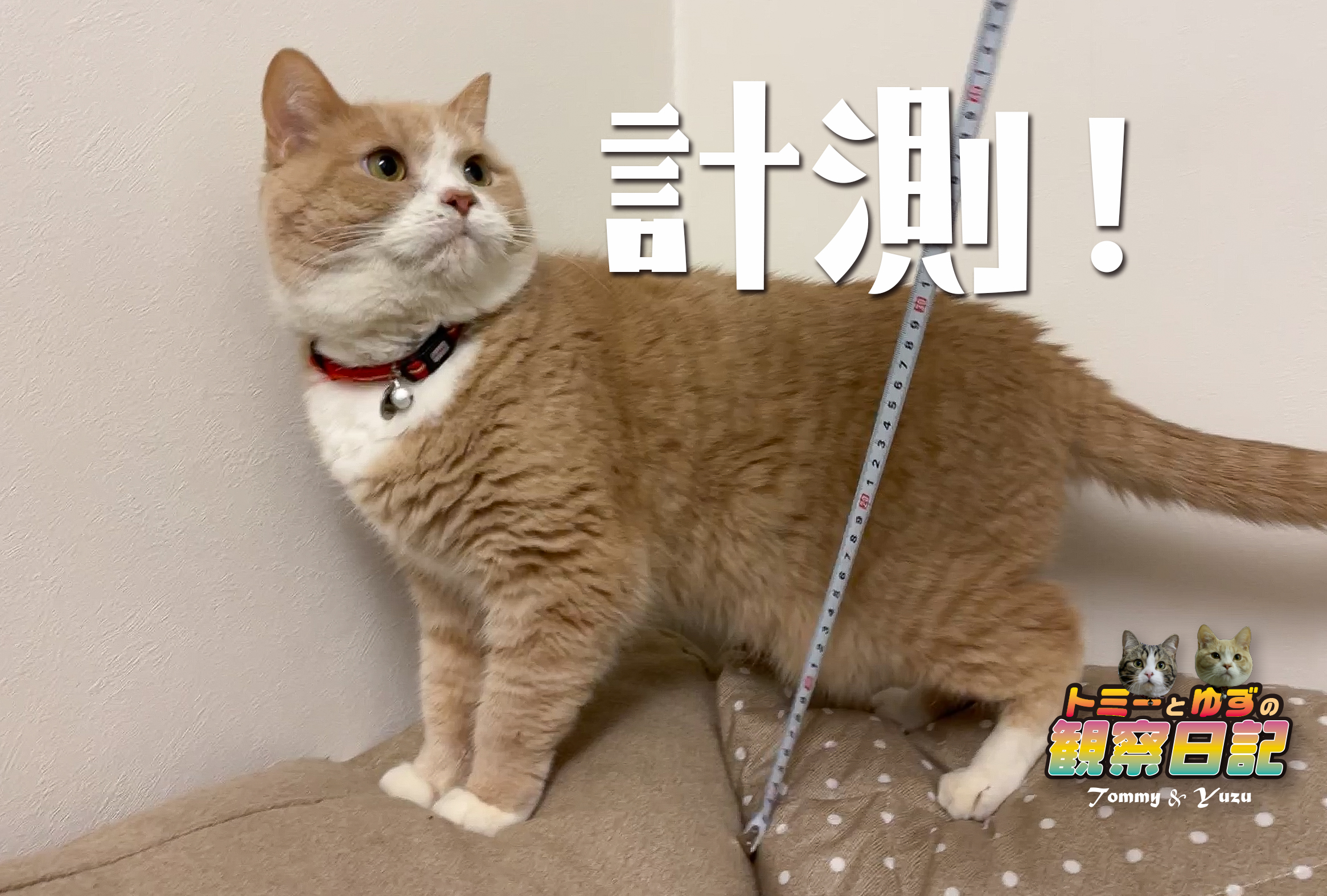 猫の 身長 についてちょっと調べてみました どこからどこまで ゆず日和