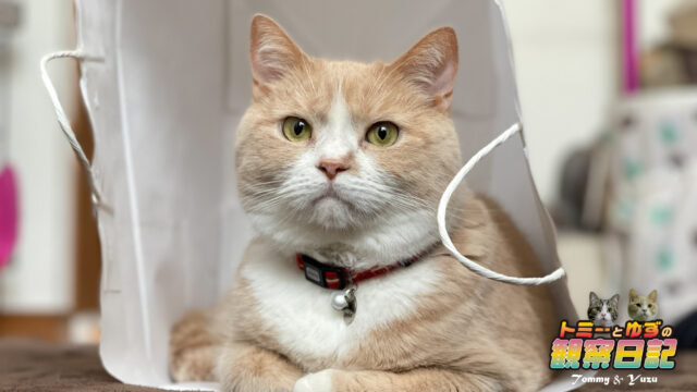 猫の 身長 についてちょっと調べてみました どこからどこまで トミーとゆずの観察日記 猫の 身長 についてちょっと調べてみました どこからどこまで トミーとゆずの観察日記