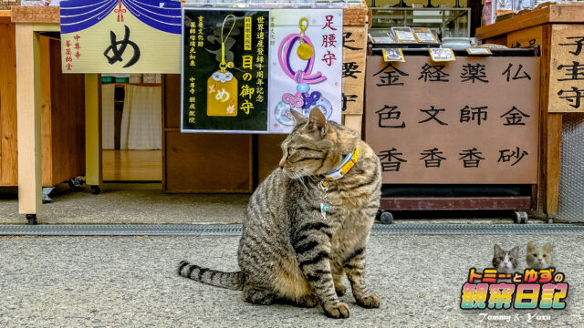 世界遺産「中尊寺の猫」  トミーとゆずの観察日記