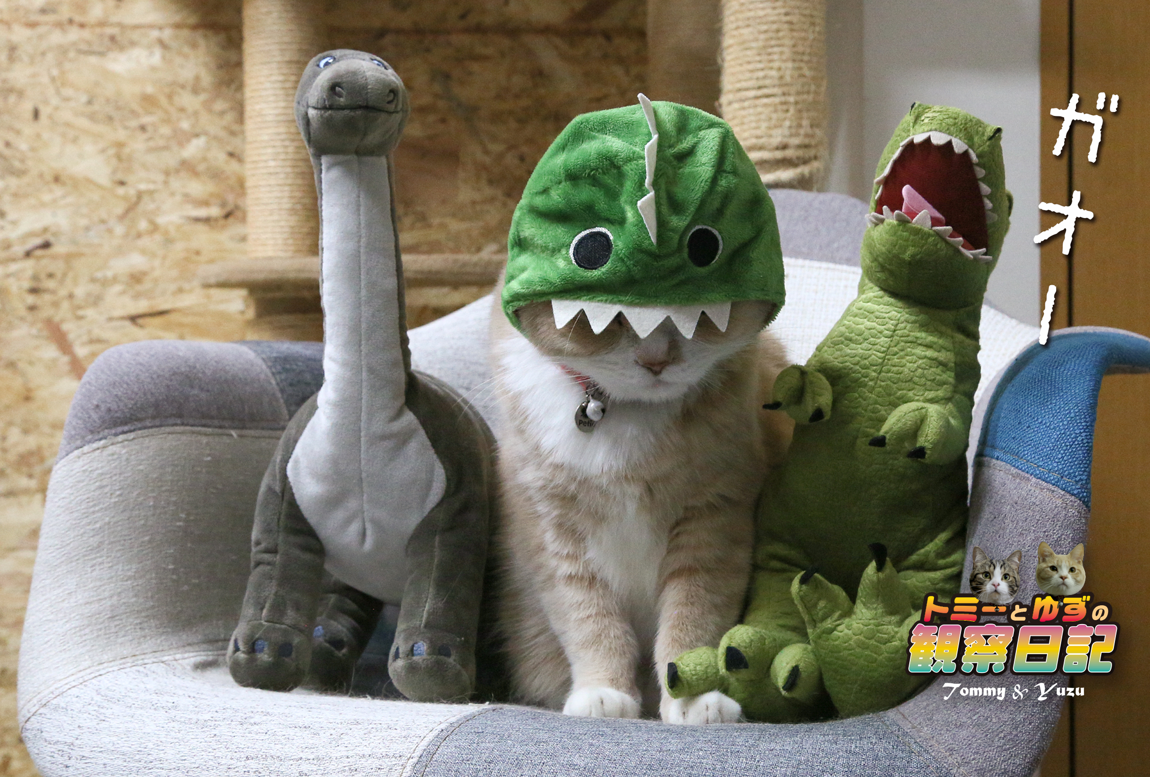 本日のにゃんショット ダイソーのペットグッズ 恐竜のかぶりもの ゆず日和