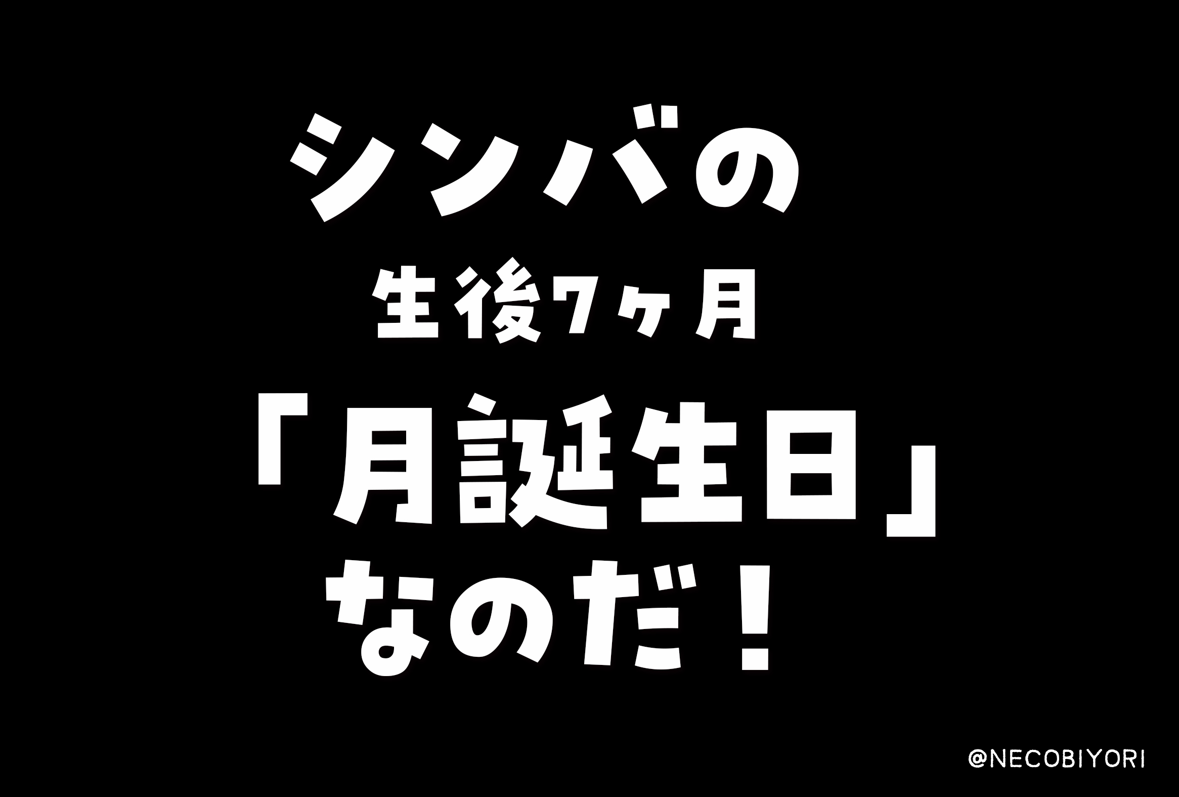 シンバ7ヶ月の月誕生日なのだ🐱