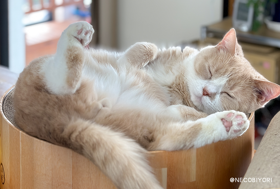 初心者向け：猫を飼う前に知っておきたい10のこと