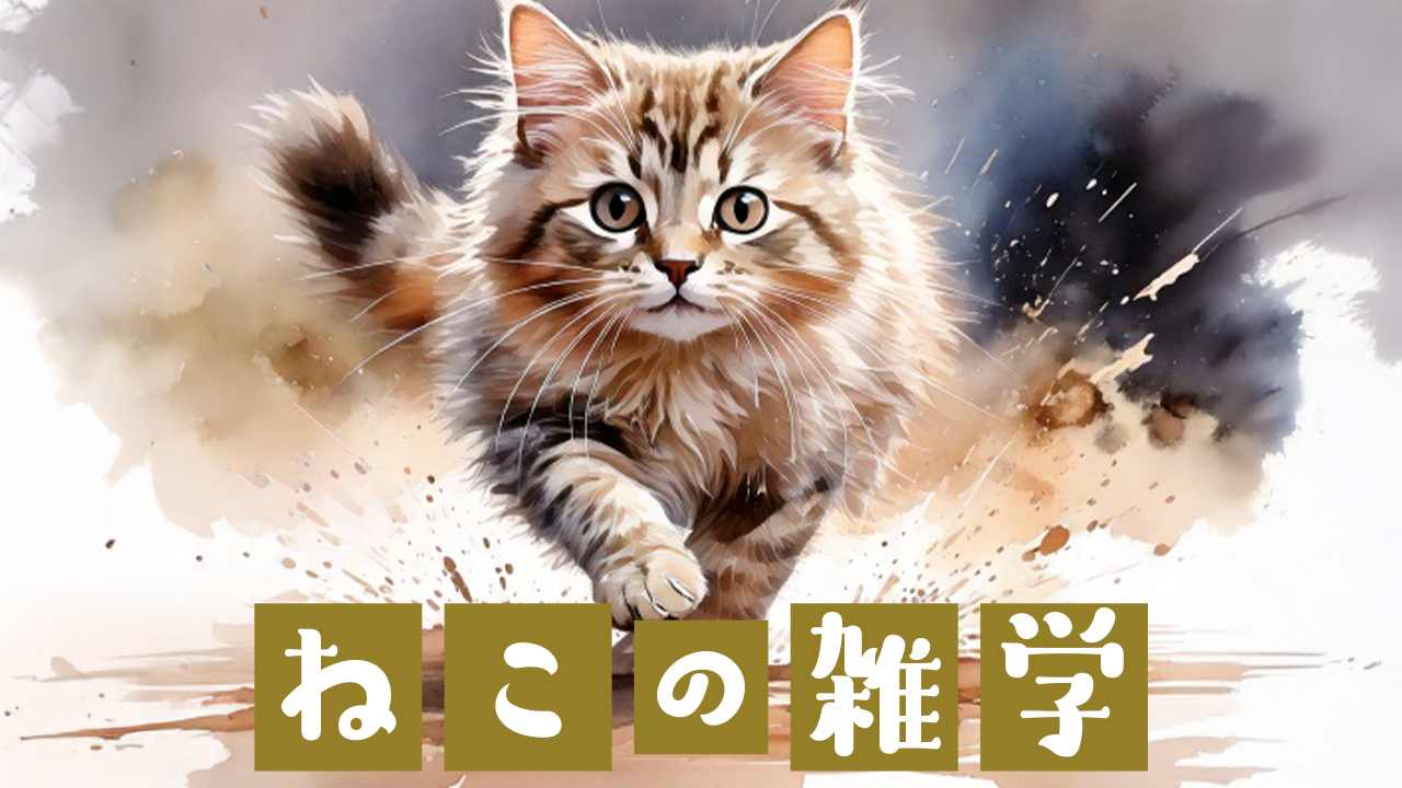 走るねこ