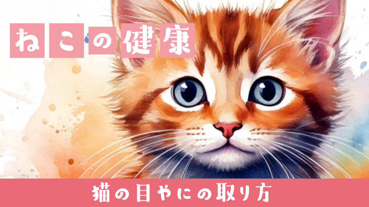🐱【猫 目やに 取り方】ゴミ・病気のサインに要注意！安全なケアと注意点
