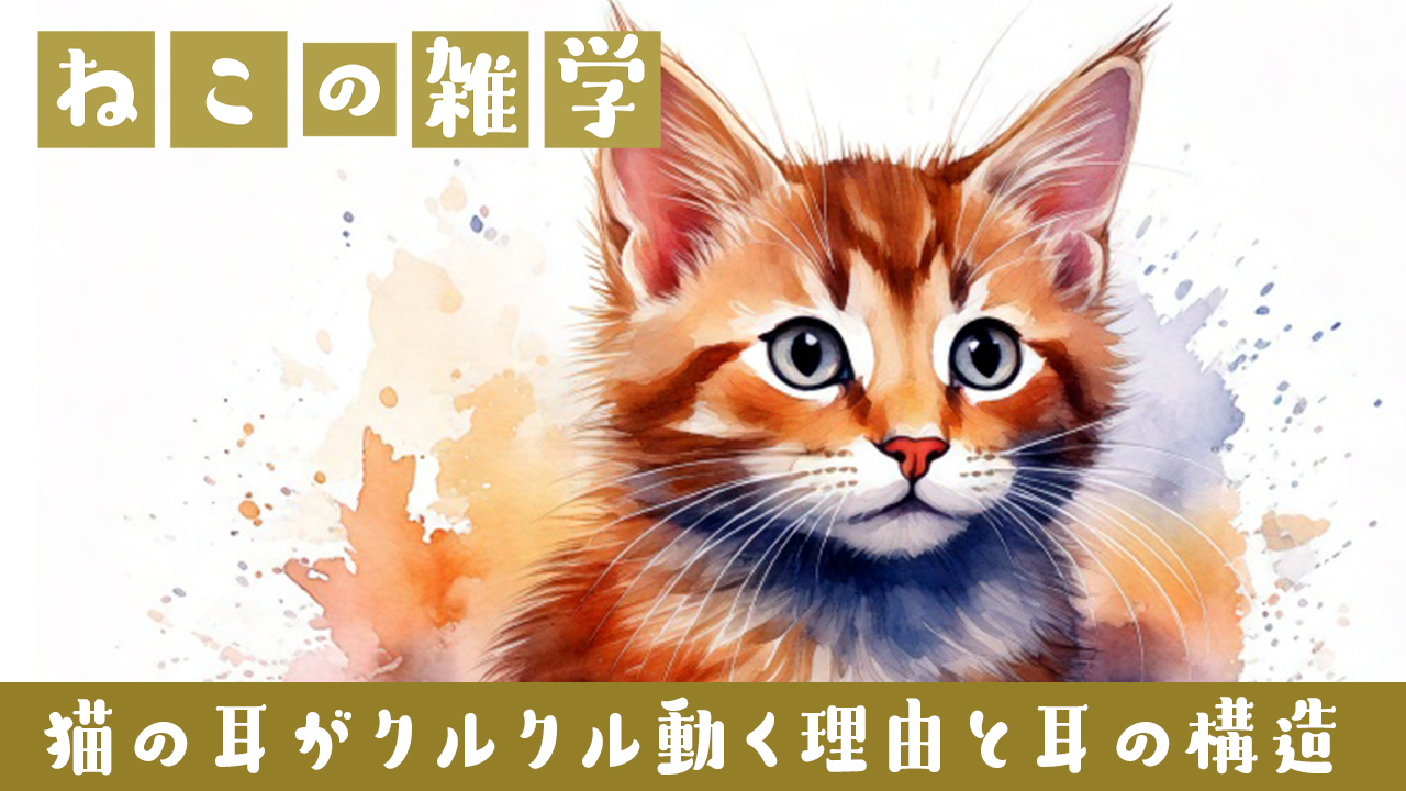 猫の耳がクルクル動く理由と耳の構造