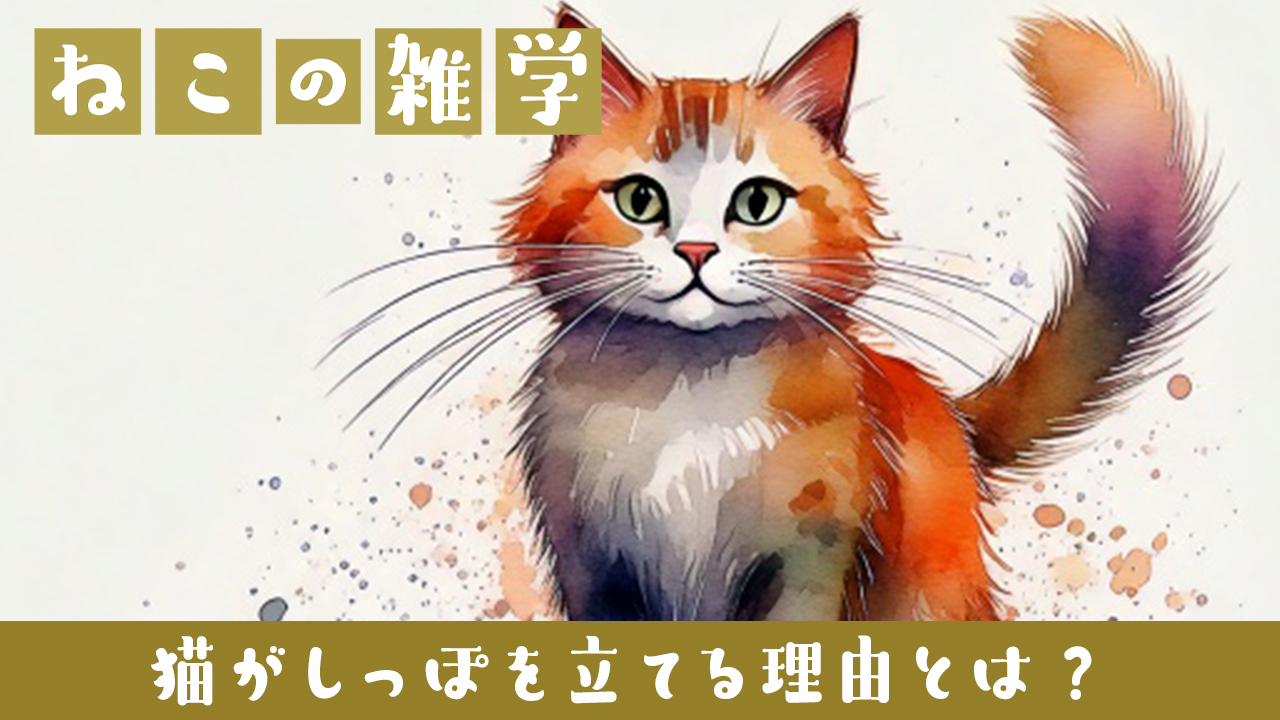猫がしっぽを立てる理由とは？