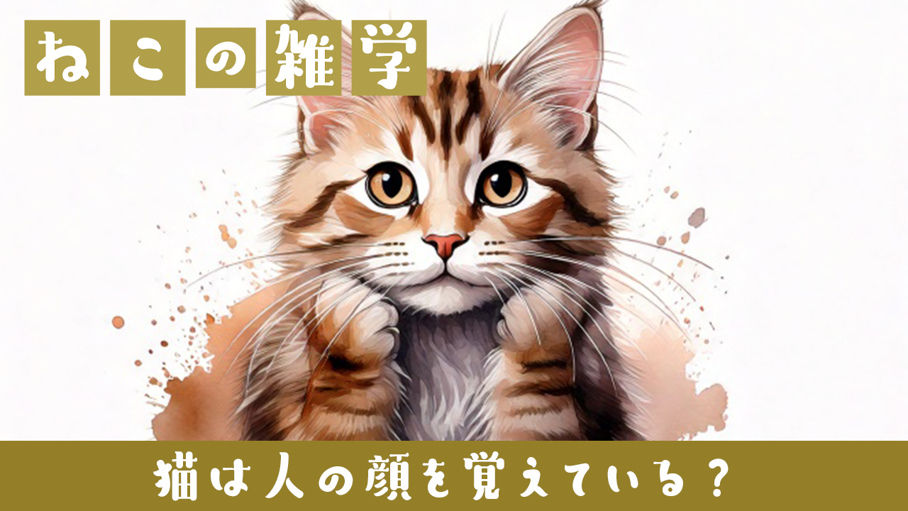猫は人の顔を覚えている？