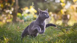 猫の足の速さは時速48キロ!猫種の違いや他のネコ科との比較