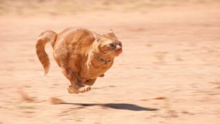 猫が本気で走ると時速50km!?実はすごい猫の体力