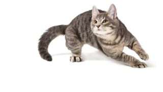 猫が本気で走ったら車並みに速い!?猫が実は『足が速い』3つの理由