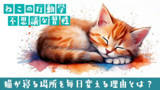 🐱猫が寝る場所を毎日変える理由とは？習性と安心の心理に迫る