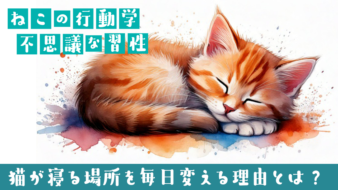猫が寝る場所を毎日変える理由とは？