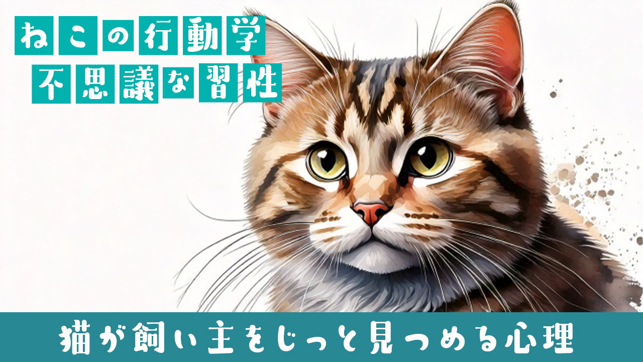 🐱猫が飼い主をじっと見つめる心理|見つめ返しても大丈夫?