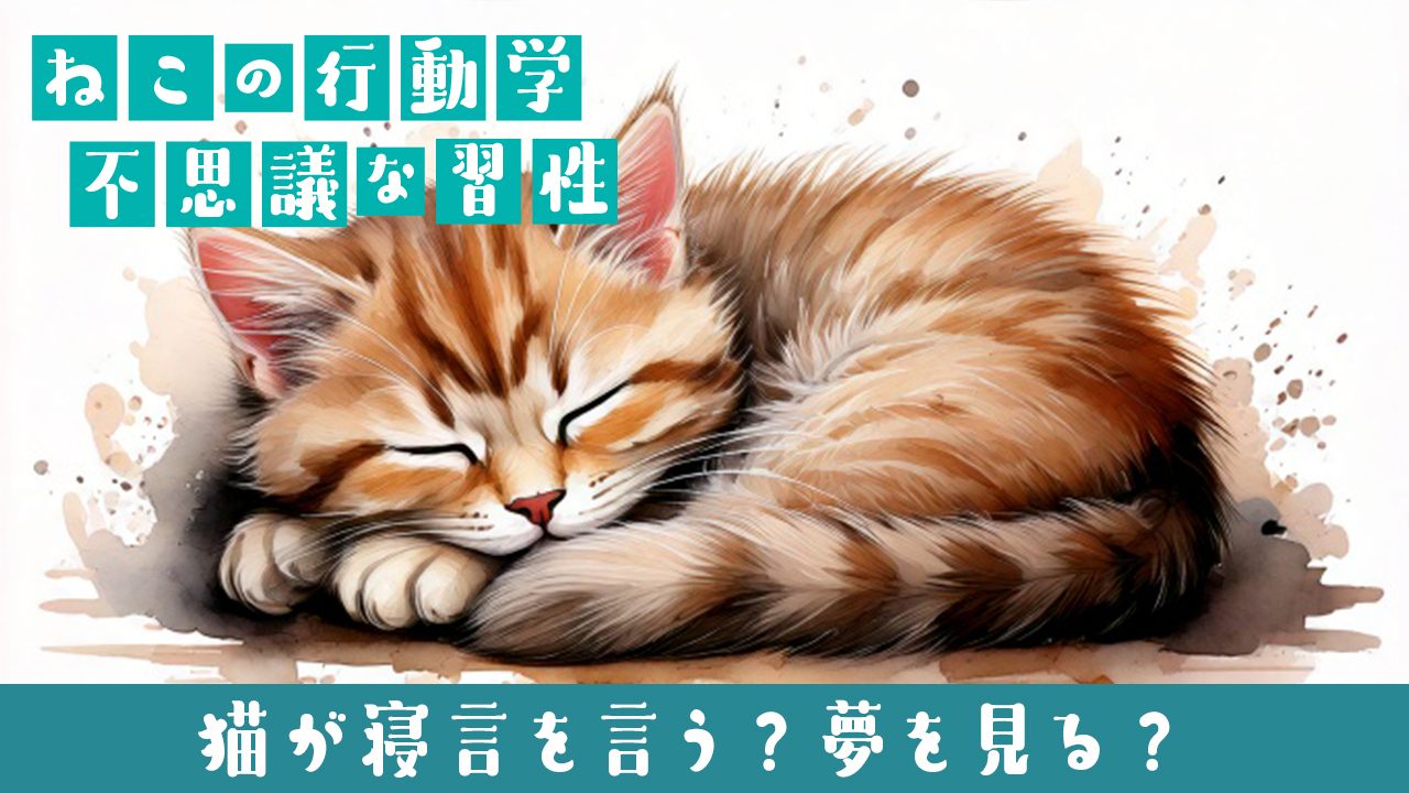 🐱猫が寝言を言う？夢を見る？睡眠中の行動と脳の秘密