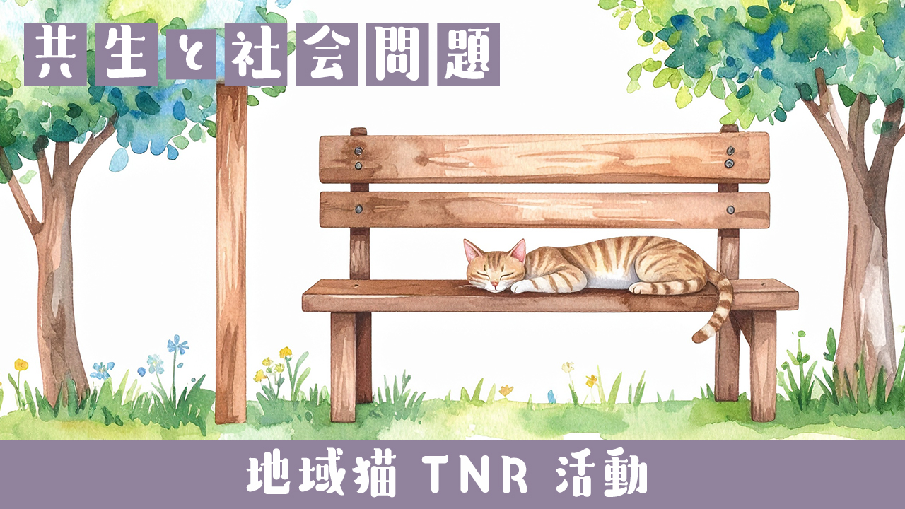 🐱地域猫 TNR活動ってなに？人と猫の共生を見る方法