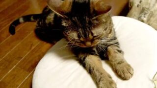 猫がふみふみする理由は？いつまで行う？