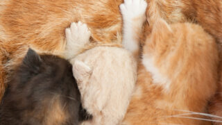しぐさからわかる猫の気持ち 〜ふみふみ編〜