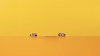 猫がふみふみする理由はご機嫌だから？本当の猫の心理を解説