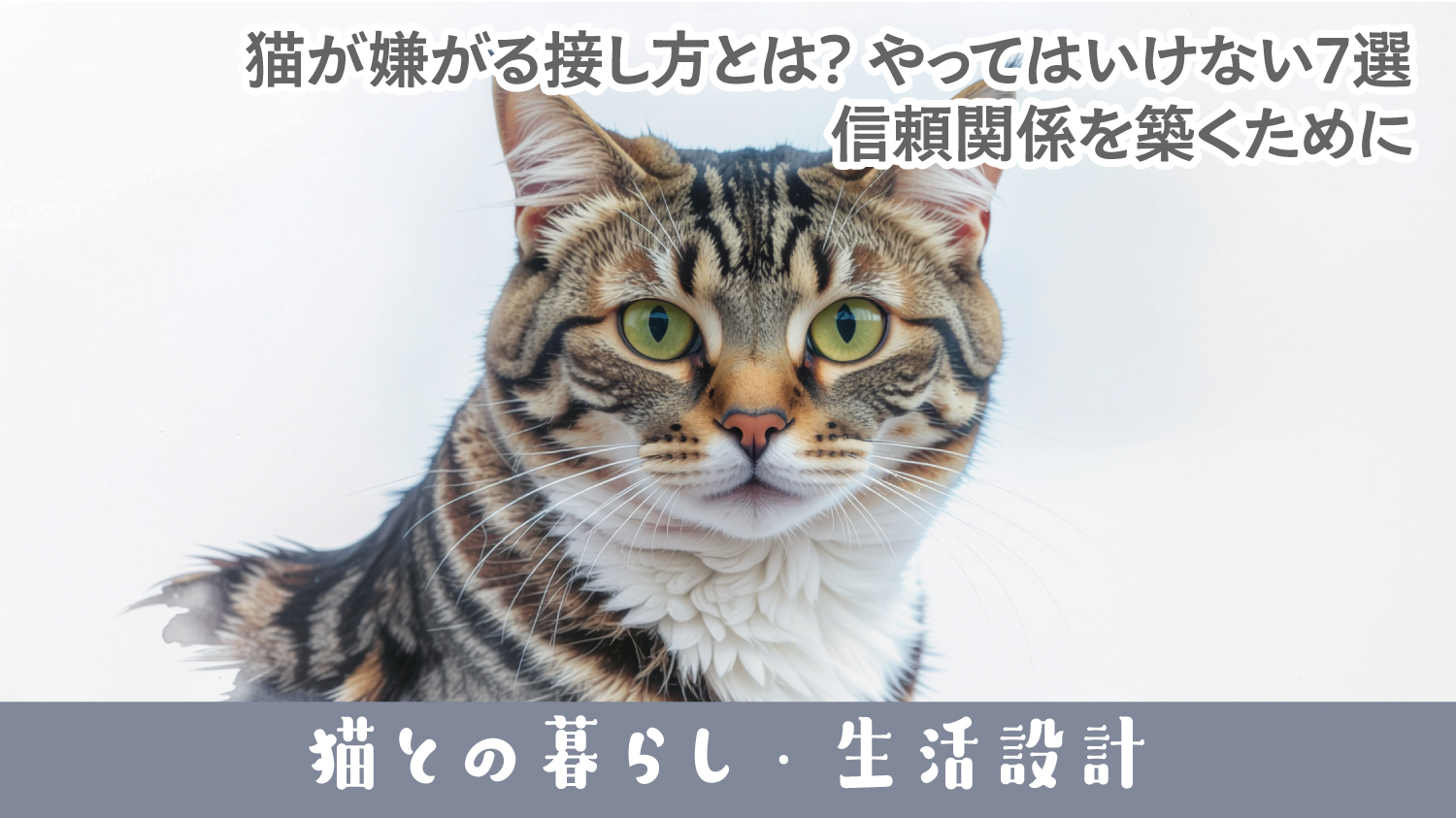 🐱猫が嫌がる接し方とは？やってはいけない7選｜信頼関係を築くために