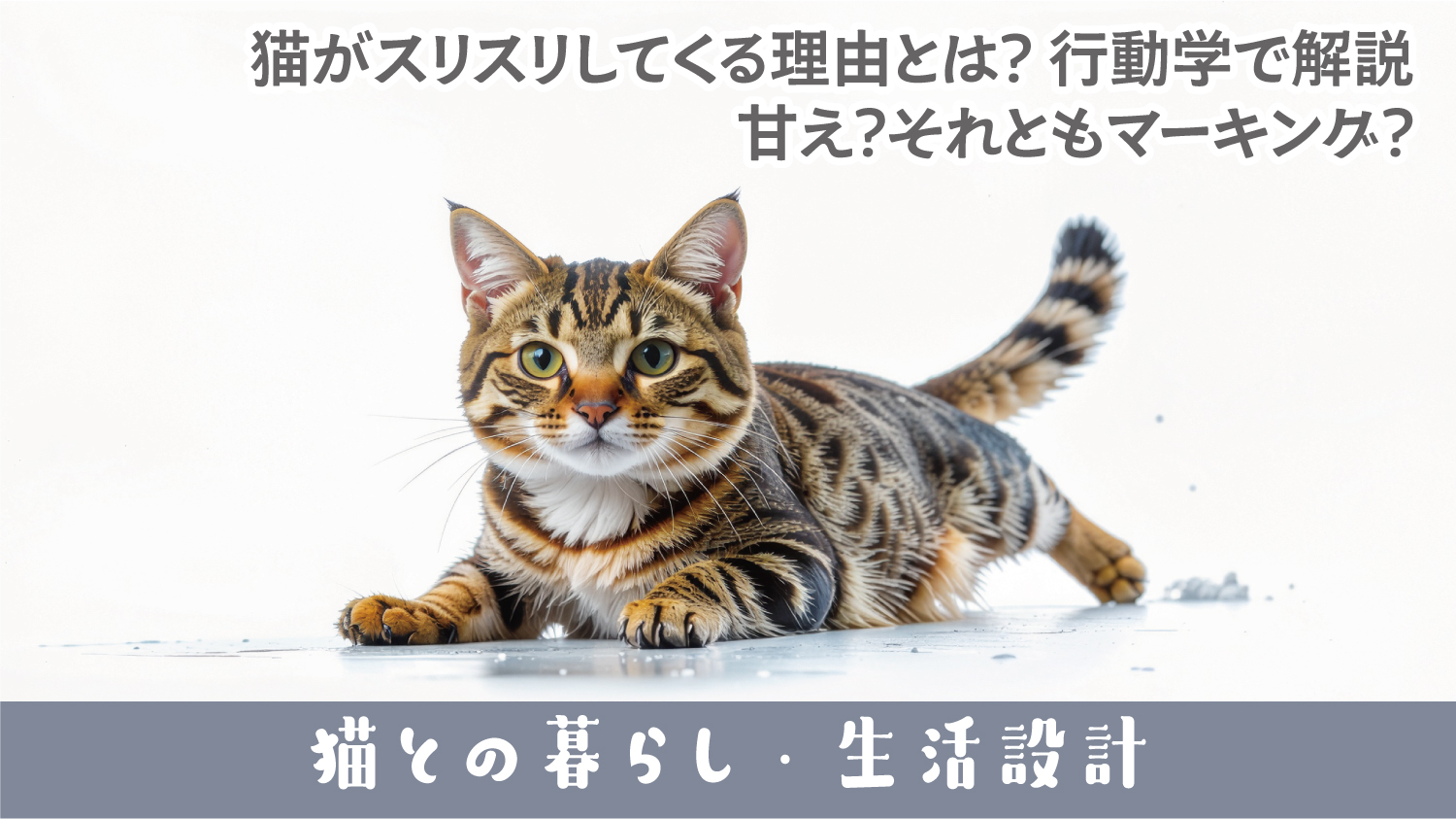 🐱猫がスリスリしてくる理由とは？行動学で解説｜甘え？それともマーキング？